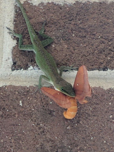 Internet Service Provider «Hargray», reviews and photos, 65 Towne Dr #65, Bluffton, SC 29910, USA