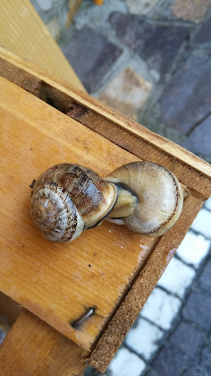 Plats et boissons Casa vacanze per non fumatori Chalet Miramonti 86027 Vicende