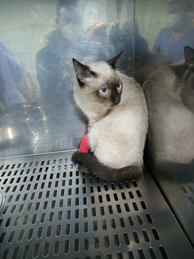 Animais - Clínica Veterinaria en Ourense