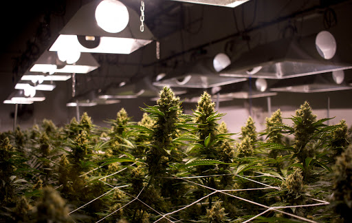 Homeopathic Pharmacy «Kind Pain Management Inc.», reviews and photos, 2636 Youngfield St, Lakewood, CO 80215, USA