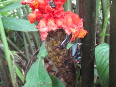 Photos of ARA Adventure River Amazonas