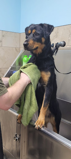 Pet Supply Store «All About Dogs & Cats LLC», reviews and photos, 1429 S Glenstone Ave, Springfield, MO 65804, USA