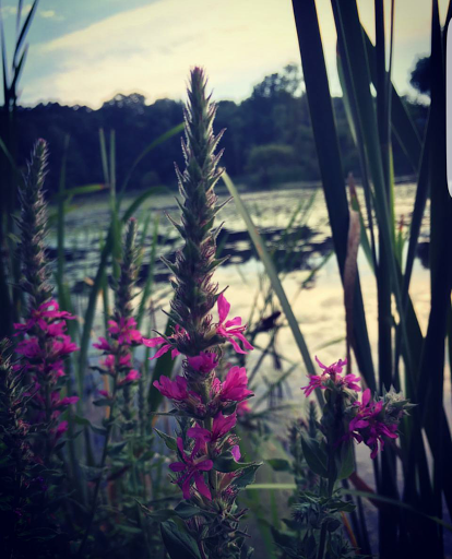 Nature Preserve «Asylum Lake Preserve», reviews and photos, 3836 S Drake Rd, Kalamazoo, MI 49008, USA