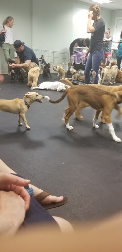 Pet Supply Store «Dogology», reviews and photos, 166 Albany Turnpike, Canton, CT 06019, USA