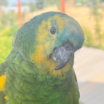 Photo n° 2 de l'avis de Ami’Pattes. fait le 20/07/2023 à 15:36 pour Parrot World - Le parc animalier immersif à Crécy-la-Chapelle