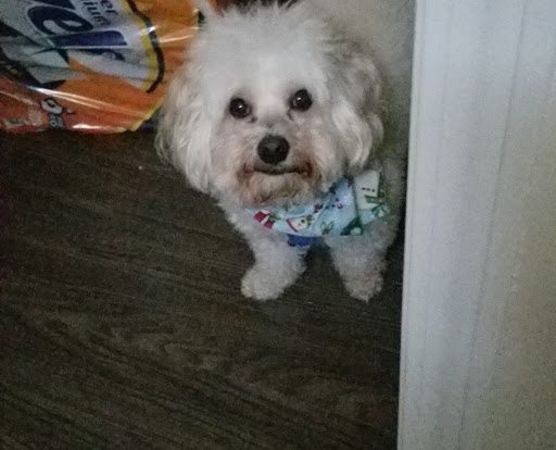 Pet Supply Store «PetSmart», reviews and photos, 11132 Abercorn St, Savannah, GA 31419, USA