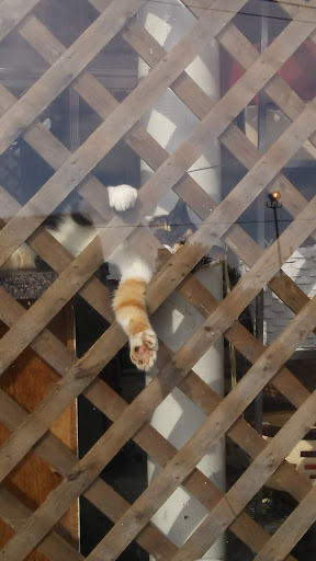 Florist «Stein Your Florist Co.», reviews and photos, 7059 Frankford Ave, Philadelphia, PA 19135, USA