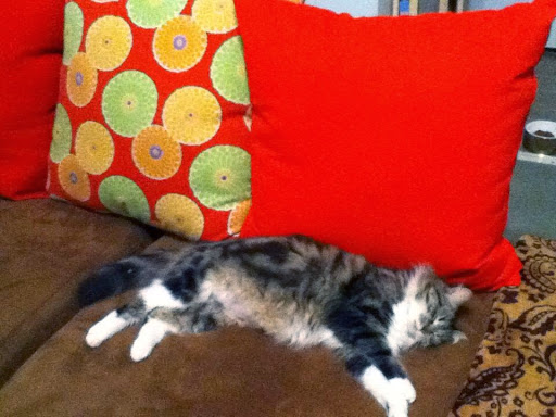 Pet Store «Animal House», reviews and photos, 7869 Hamilton Ave, Cincinnati, OH 45231, USA