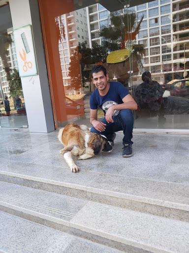 Shops to buy dogs in Cairo