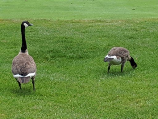 Country Club «Brook-Lea Country Club», reviews and photos, 891 Pixley Rd, Rochester, NY 14624, USA