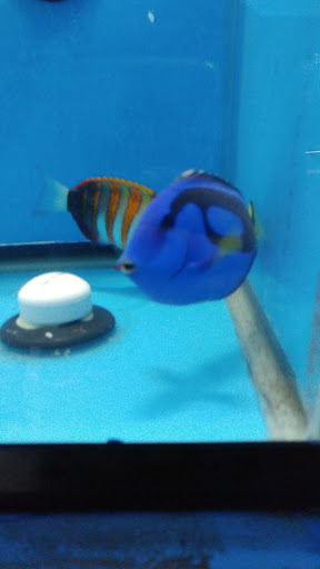 Tropical Fish Store «KHC Aquarium», reviews and photos, 150-1 Northern Blvd, Flushing, NY 11354, USA