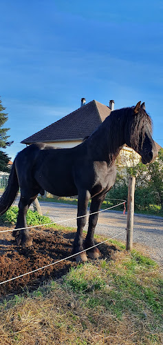 Ferme Equestre Des 4 Vents à Pfastatt