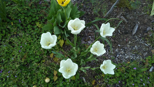 Park «Alberta Park», reviews and photos, 1905 NE Killingsworth St, Portland, OR 97211, USA