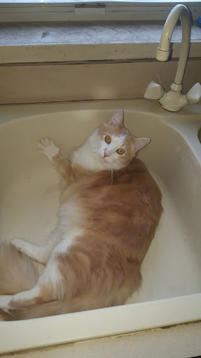 Pet Supply Store «PetSmart», reviews and photos, 62 Centerton Rd, Mt Laurel, NJ 08054, USA