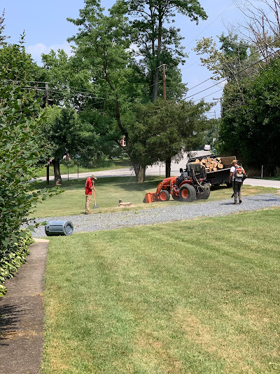 The Lenk tree removal team came with all the appropriate equipment and personnel to remove a medium to large sized silver