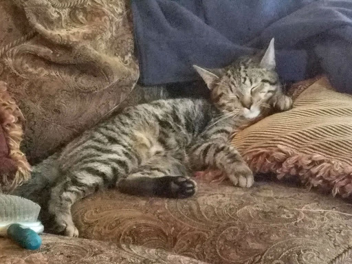 Pet Supply Store «PetSmart», reviews and photos, 476 Corwin Nixon Blvd, South Lebanon, OH 45065, USA