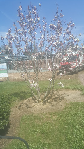 Museum «Morven Museum & Garden», reviews and photos, 55 Stockton St, Princeton, NJ 08540, USA