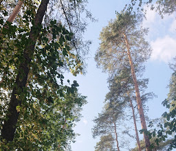 Hundeauslaufgebiet Frohnau photo