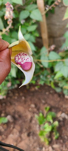 Florist «Convention Floral», reviews and photos, 5932 3rd St NW, Washington, DC 20011, USA