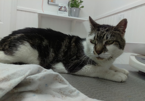 6230 Jericho Turnpike # C, Commack, NY 11725, USA