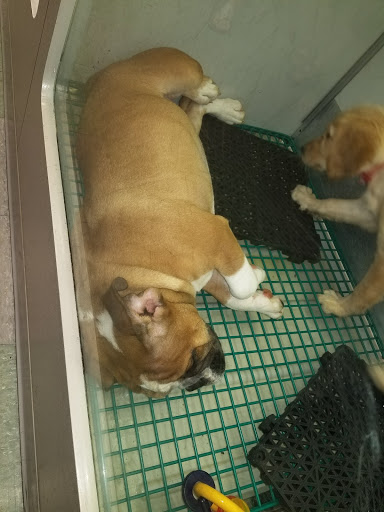 Pet Store «Friendly Pets», reviews and photos, 625 Friendly Center Rd, Greensboro, NC 27408, USA