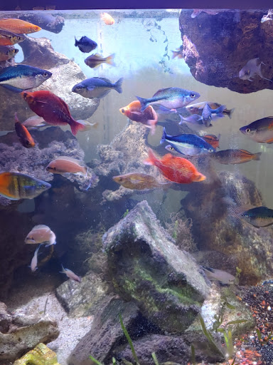 Pet Store «Movie Vault & PETropoliS live», reviews and photos, 1296 Anderson City Rd, Lawrenceburg, KY 40342, USA