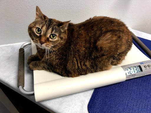 Cat Care Clinic Milwaukee