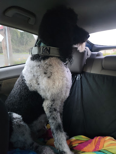 Pet Supply Store «Barkers Pet Suplies», reviews and photos, 15250 River Rd, Guerneville, CA 95446, USA