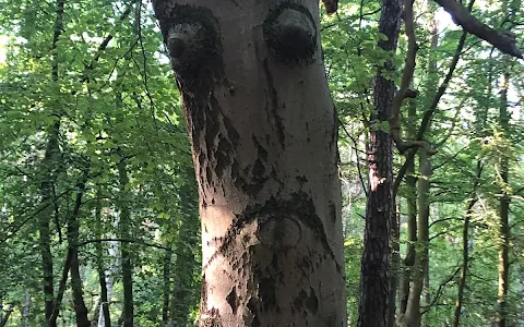 Smutne Drzewo image