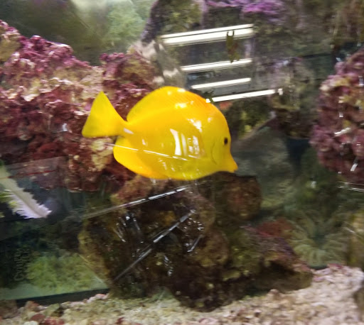 Pet Store «Petland Discounts - LI City», reviews and photos, 34-60 48th Ave, Queens, NY 11101, USA