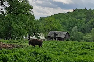 Reserve Bisons and Carpathian Fauna Dragoş Vodă image
