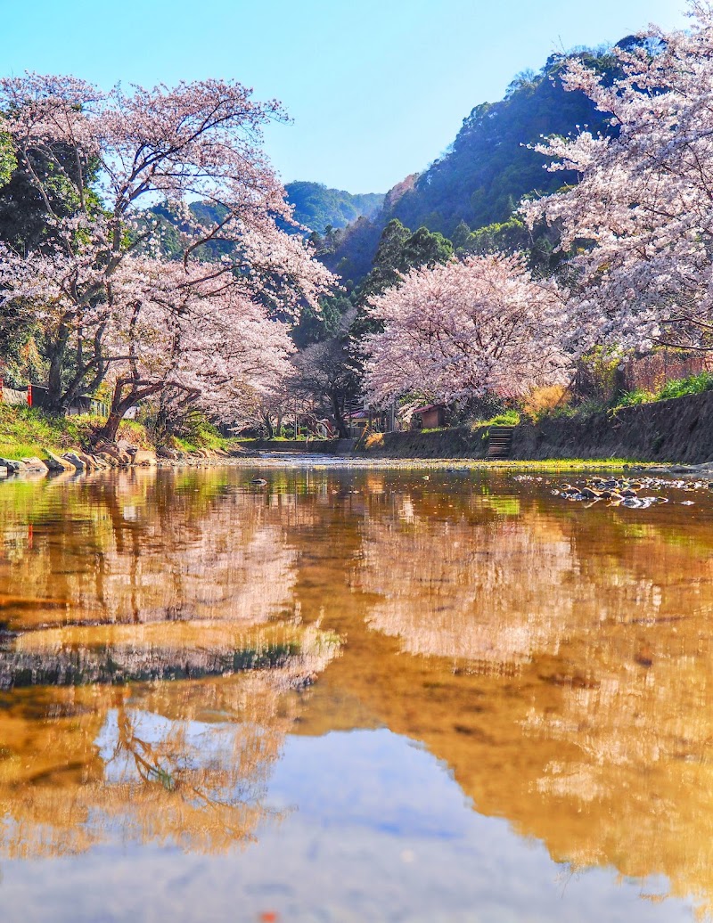 八千代川桜並木