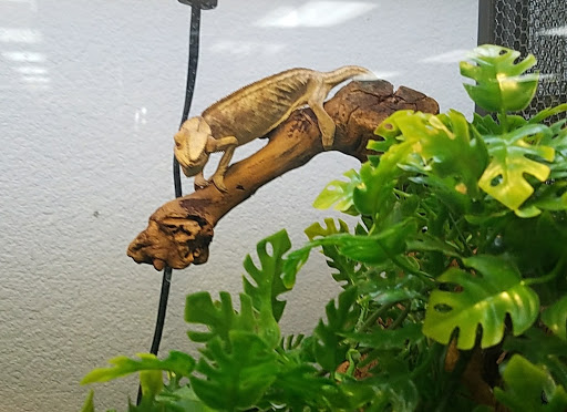 Reptile Store «LLLReptile & Supply Las Vegas», reviews and photos, 8450 W Sahara Ave #105, Las Vegas, NV 89117, USA