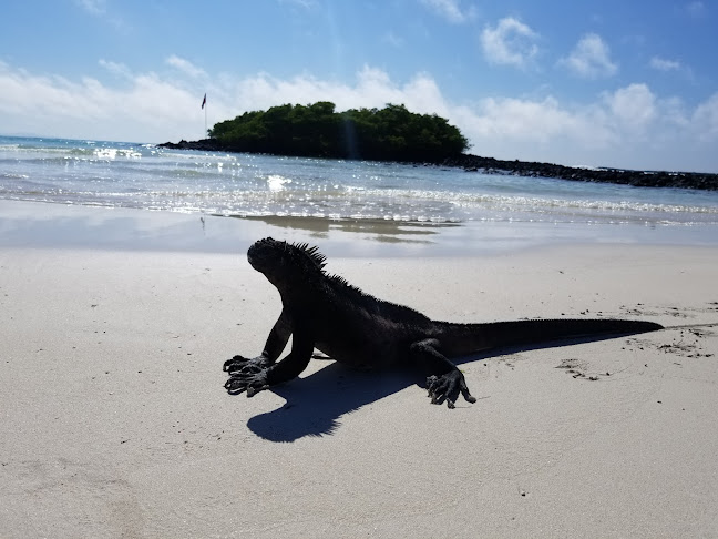 Comentarios y opiniones de Galápagos Tortuga Bay