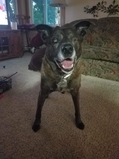 Pet Supply Store «Pet Supplies Plus», reviews and photos, 319 N Berkeley Blvd, Goldsboro, NC 27534, USA