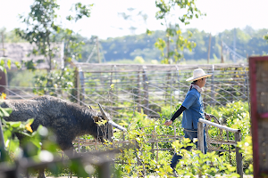 Ginger Farm image