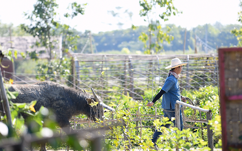 Ginger Farm image