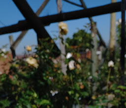 Ludwig's Roses Egoli photo
