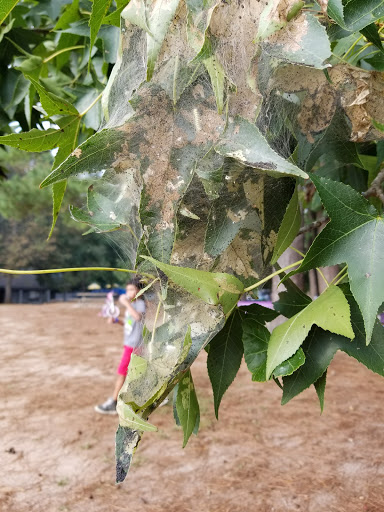 Recreation Center «Go Ape Zip Line & Treetop Adventure - Blue Jay Point County Park», reviews and photos, 3200 Pleasant Union Church Rd, Raleigh, NC 27614, USA