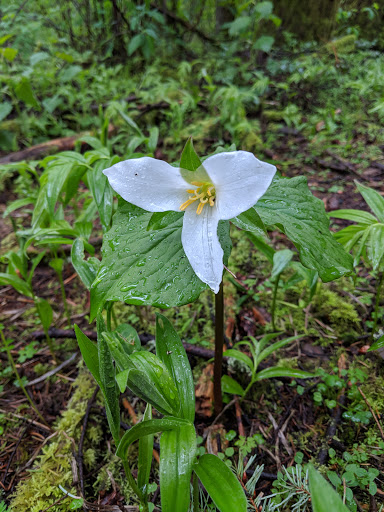 Country Club «Royal Oaks Country Club», reviews and photos, 8917 NE Fourth Plain Blvd, Vancouver, WA 98662, USA
