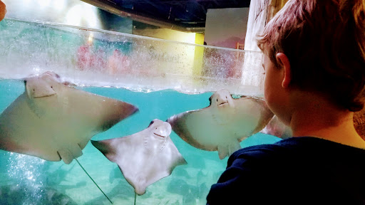 Aquarium «SeaQuest Interactive Aquarium», reviews and photos, 1201 N Hill Field Rd #1072, Layton, UT 84041, USA