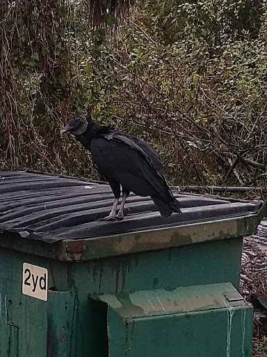 Grocery Store «Bolsa Market», reviews and photos, 8730 49th St N Ste 5, Pinellas Park, FL 33782, USA