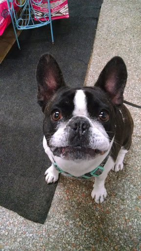 Pet Store «Wag Natural Pet Market & Grooming Tampa», reviews and photos, 304 E Davis Blvd, Tampa, FL 33606, USA