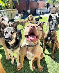 West LA Dogs- Big Dog Building - Photo 4 - Car repair in Los Angeles, CA, Los Angeles