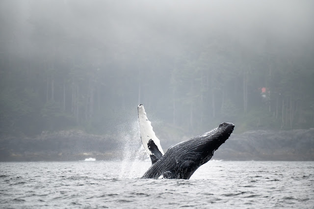 Coastal Rainforest Safaris