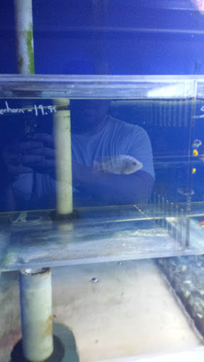 Pet Store «The Aquarium & Fish Store», reviews and photos, 710 W Lumsden Rd, Brandon, FL 33511, USA