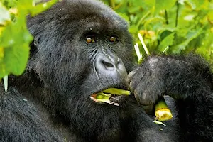 gorilla safari uganda image