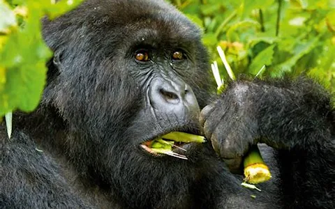 gorilla safari uganda image