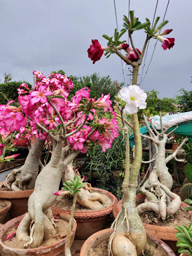 Bonsai classes Jaipur