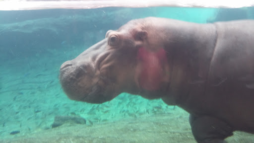 Roller Coaster «Cheetah Hunt», reviews and photos, 10165 N Malcolm McKinley Dr, Tampa, FL 33612, USA